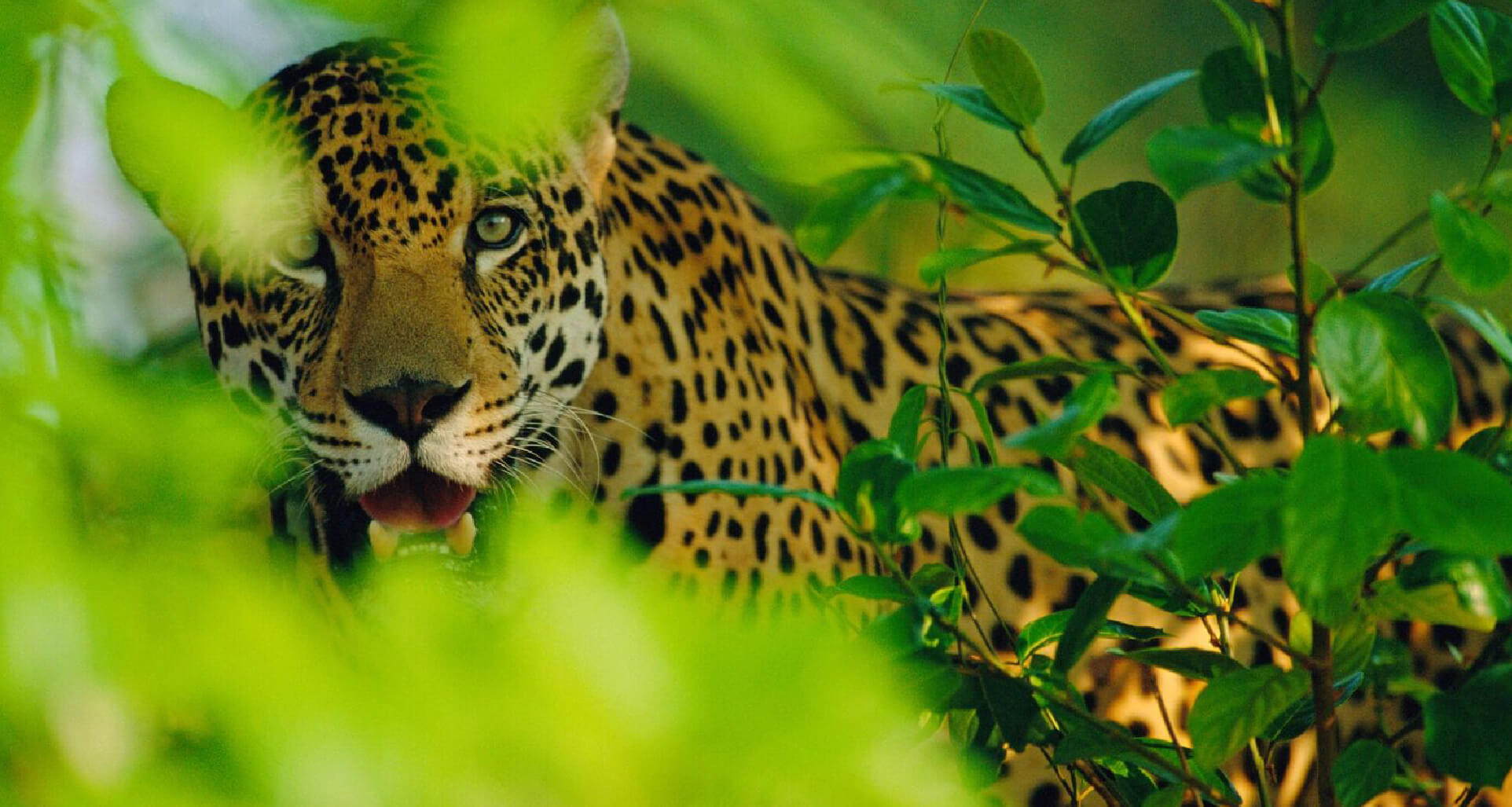 WWF ¡Todo por conservar el ambiente!